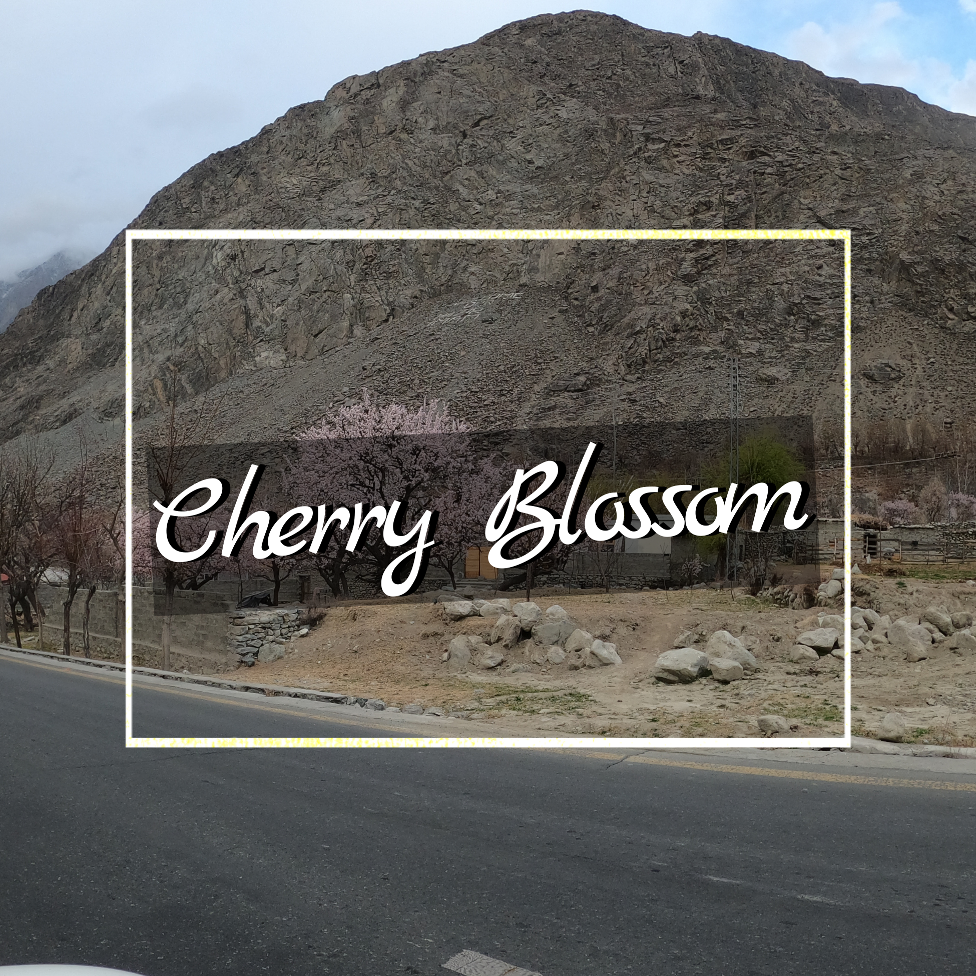 Cherry Blossom