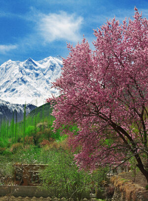 blossom