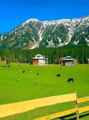 kashmir